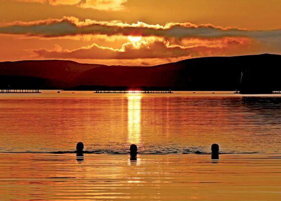 whalsay-wild-swimmers-bask-in-golden-waters-as-the-sun-sets 