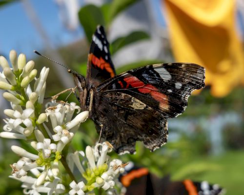 red-admirals-in-flight