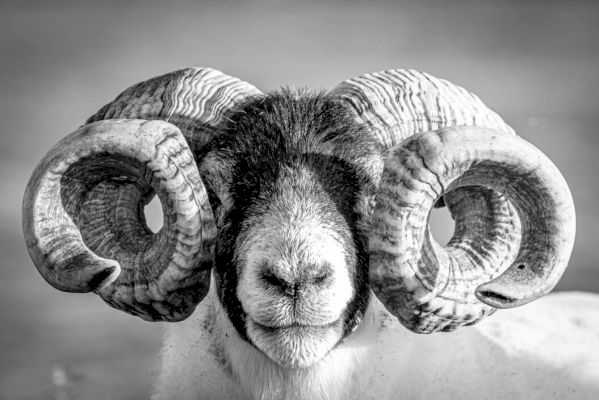 sumburgh-photographer-shortlisted-for-british-photography-award