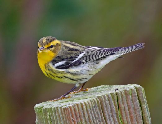 gallery:-blackburnian-warbler-appears-on-shetland-mainland-for-the-first-time-on-record