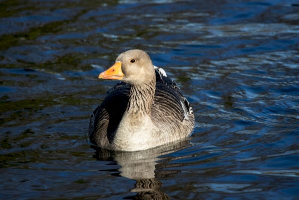 bird-flu-case-confirmed-in-south-mainland