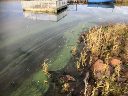 blue-green-algae-present-in-spiggie-loch