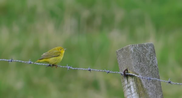 rare-yellow-warbler-spotted