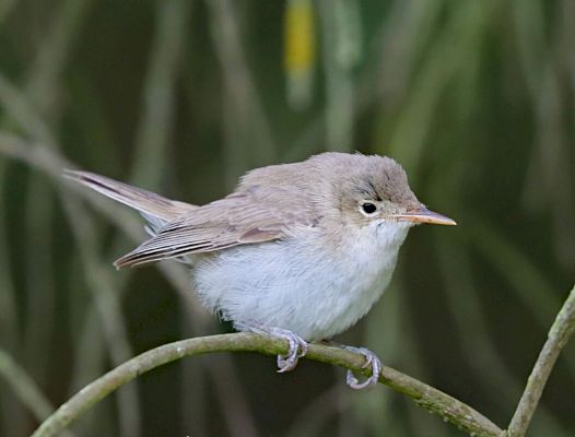 western-olivaceous-warbler:-first-for-britain-found-in-whalsay