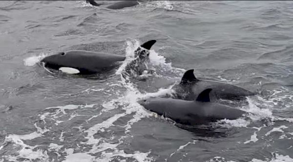 watch:-orcas-cruise-through-laxo-ferry-terminal