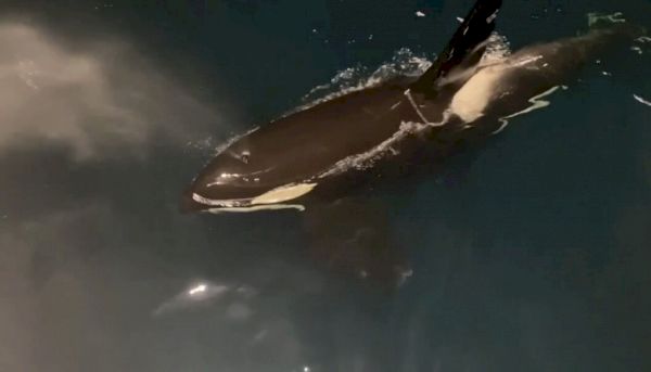 watch:-orca-come-right-alongside-fishing-vessel-off-skerries