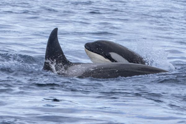 orcas-draw-large-crowd-in-lerwick 