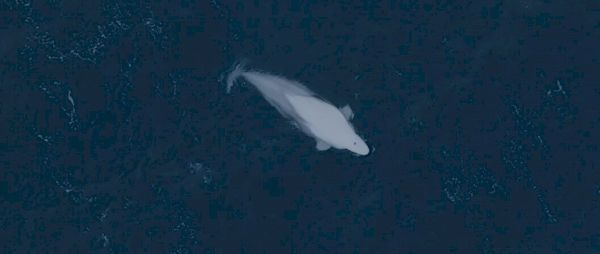 watch:-beluga-whale-cruise-through-hillswick-waters 