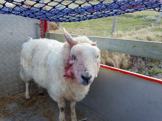 crofter-issues-appeal-to-dog-owners-after-‘horrendous’-attack-on-sheep