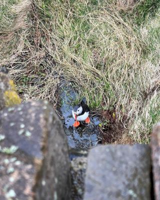 puffin-in-a-puddle