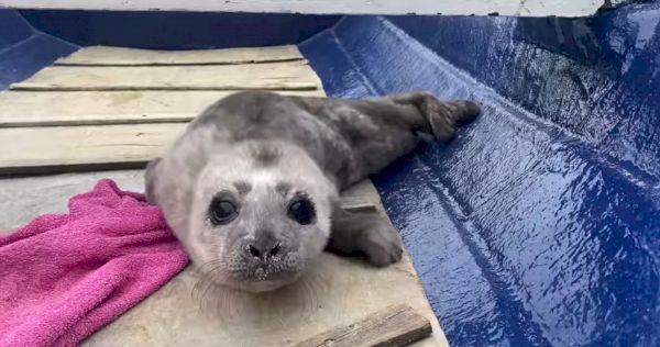 ‘big-shock’-as-tiny-premature-seal-found