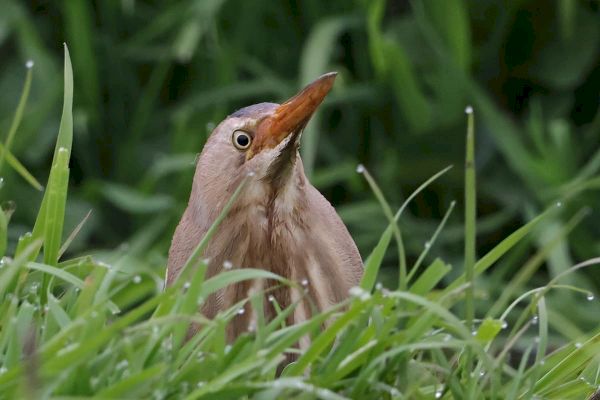 rare-bittern-makes-appearance-in-the-south-mainland