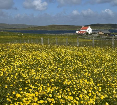 watch:-whalsay-buttercups-in-the-breeze