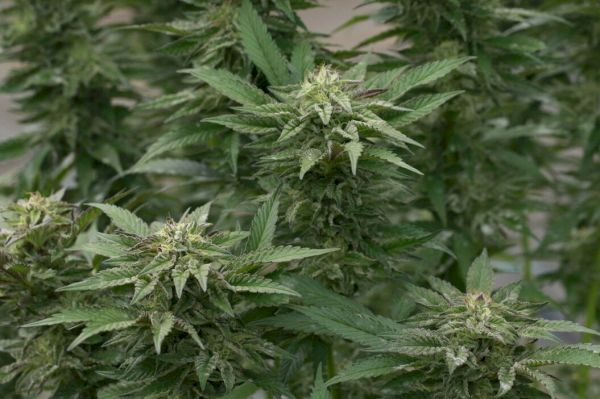 poll:-should-some-drugs-be-legalised-or-decriminalised? 