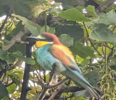 european-bee-eater-on-papa-stour