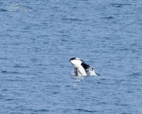 orca-feeding-frenzy-in-south-mainland