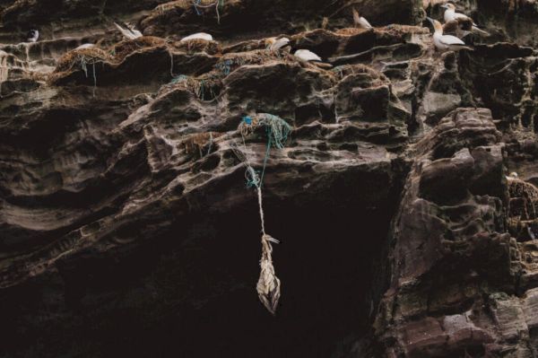 harrowing-shot-of-gannet-entangled-in-ghost-fishing-gear-short-listed-for-award