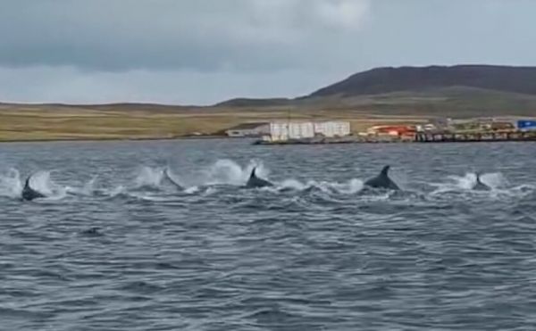 pod-of-dolphins-in-uyeasound