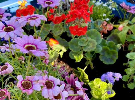 harrison-square-looking-colourful-again-after-flowers-replanted