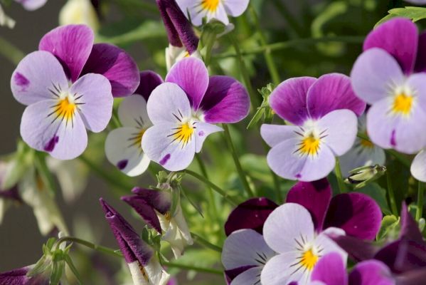 ‘stick-to-pansies’,-sheriff-advises-cannabis-cultivator 
