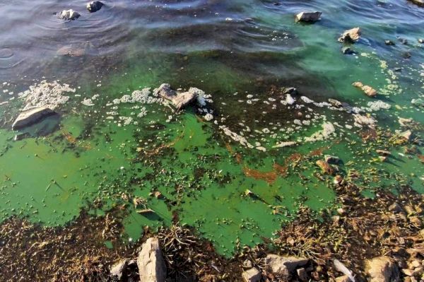 sepa-finds-blue-green-algae-found-in-loch