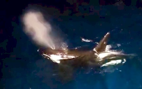 watch:-dozens-of-orcas-hunt-east-of-mousa