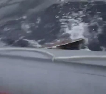 watch:-skate-attacking-inflatable-vessel-off-muckle-roe 