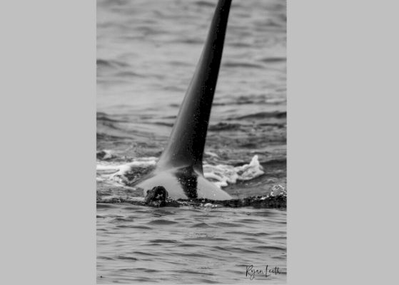 photographer-captures-‘amazing-wildlife-spectacle’-as-pod-of-orcas-hunts-otter-in-lerwick-harbour