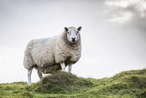 plan-template-will-help-farmers-and-crofters