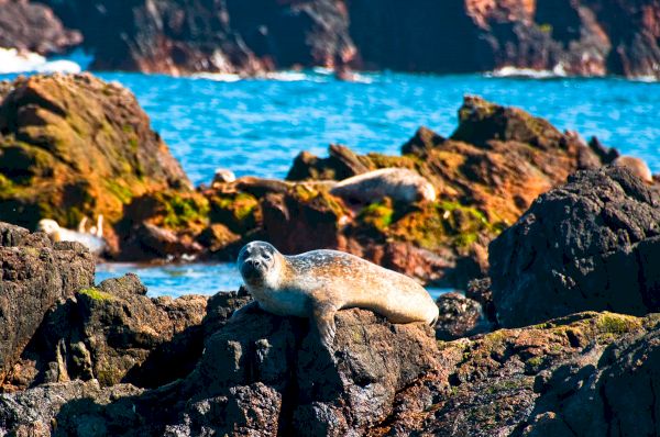 seals-harassed-at-beach