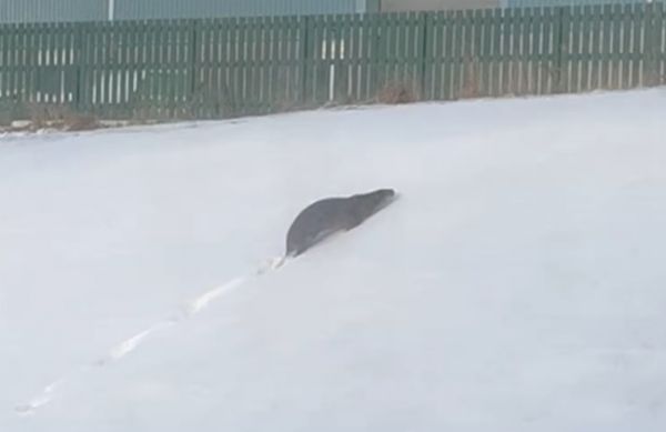 watch:-big-otter-makes-appearance