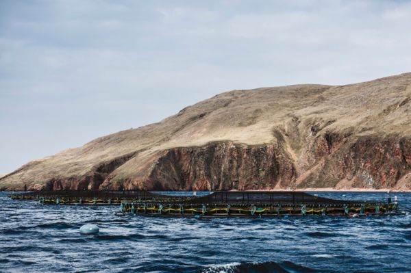 parliament-“seriously-considered”-pause-on-new-salmon-farms