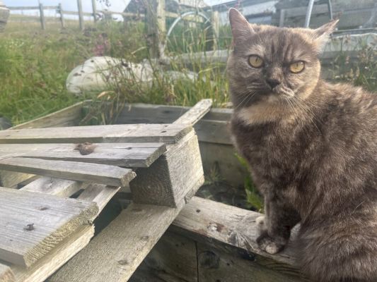 poll:-should-domestic-cats-be-restricted-from-going-outdoors? 