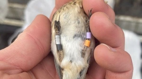 wildlife-enthusiasts-asked-to-watch-out-for-linties 