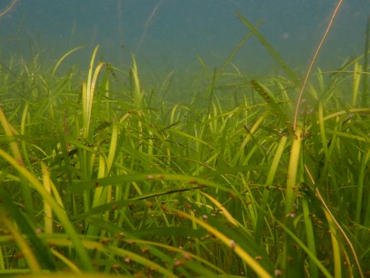 saving-seagrass-habitats