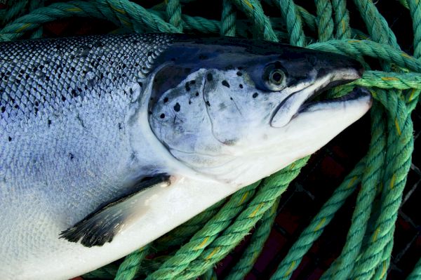 salmon-firm-netted-5-million-in-government-handouts