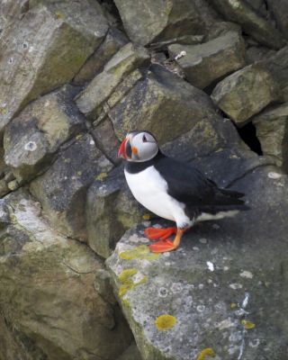 puffins-return-to-isles,-lighthouse-says