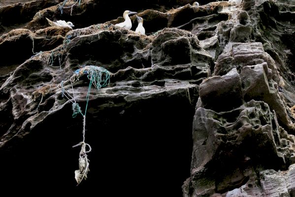 ‘heartbreaking’-image-of-dead-gannet-entangled-in-fishing-net-wins-award-and-sparks-calls-for-change