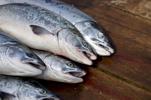 poll:-should-shetland-have-more-salmon-farms?