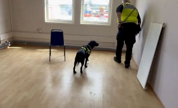 watch:-new-drugs-dog-progressing-well