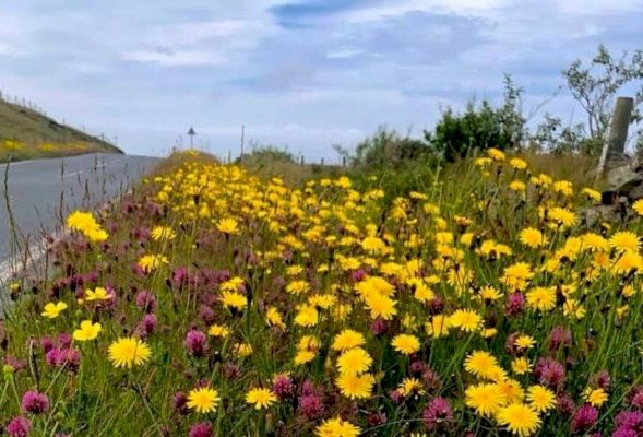 poll:-should-there-be-less-mowing-of-grass-verges? 