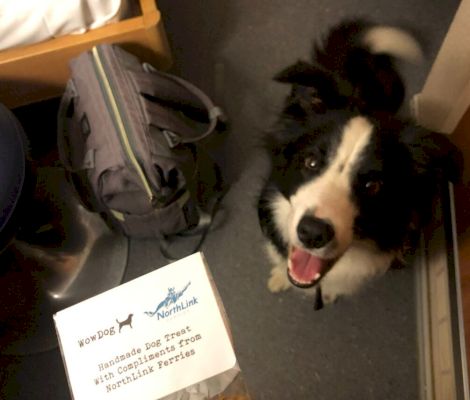 dogs,-cats-and-‘slippery-friends’-among-the-15,000-pets-to-have-travelled-in-northlink-cabins