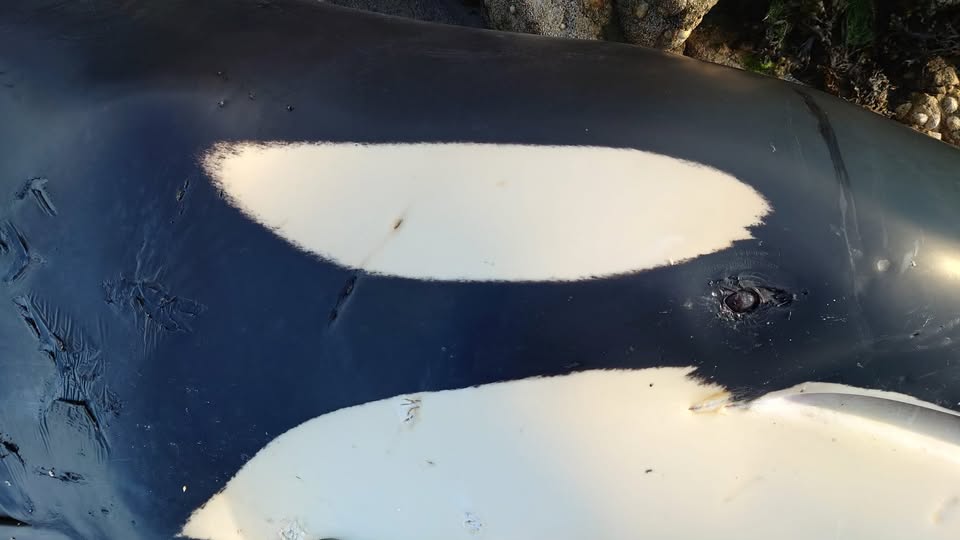orca-washes-up-in-yell-sound