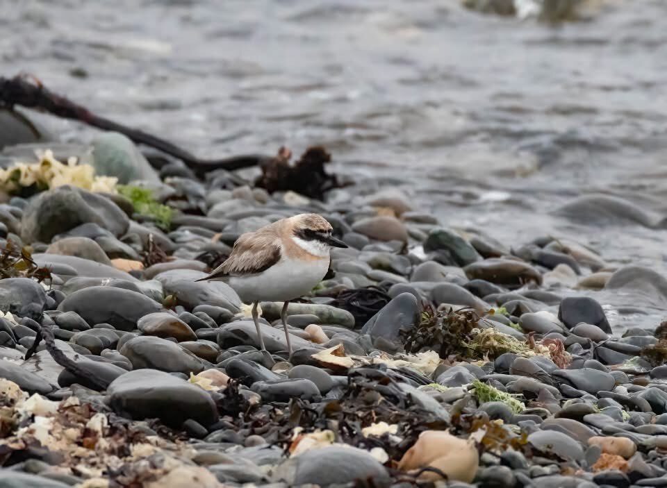 greater-sand-plover-is-first-for-shetland 