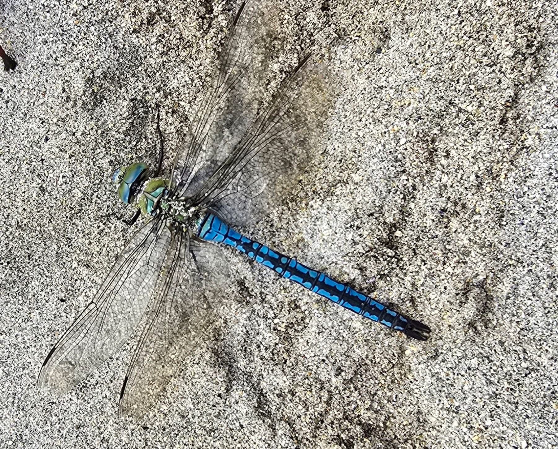 dragonfly-a-second-record-for-shetland