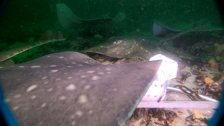 fair-isle-recognised-for-flapper-skate-population