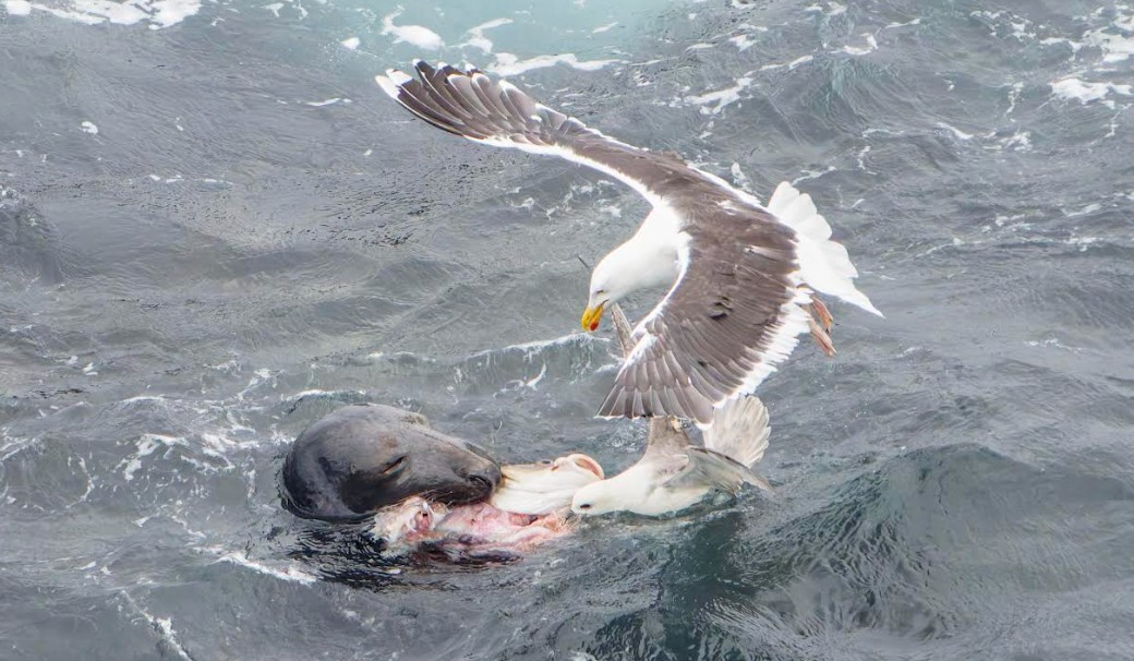 ashbee-captures-tug-o’-war-in-latest-nature-snap