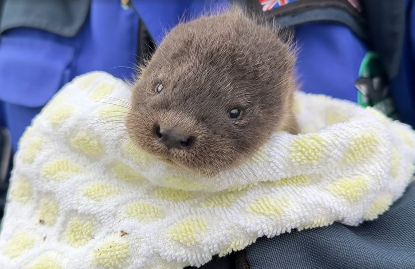 watch:-‘hope’-the-tiny-abandoned-otter-is-rescued-by-sanctuary