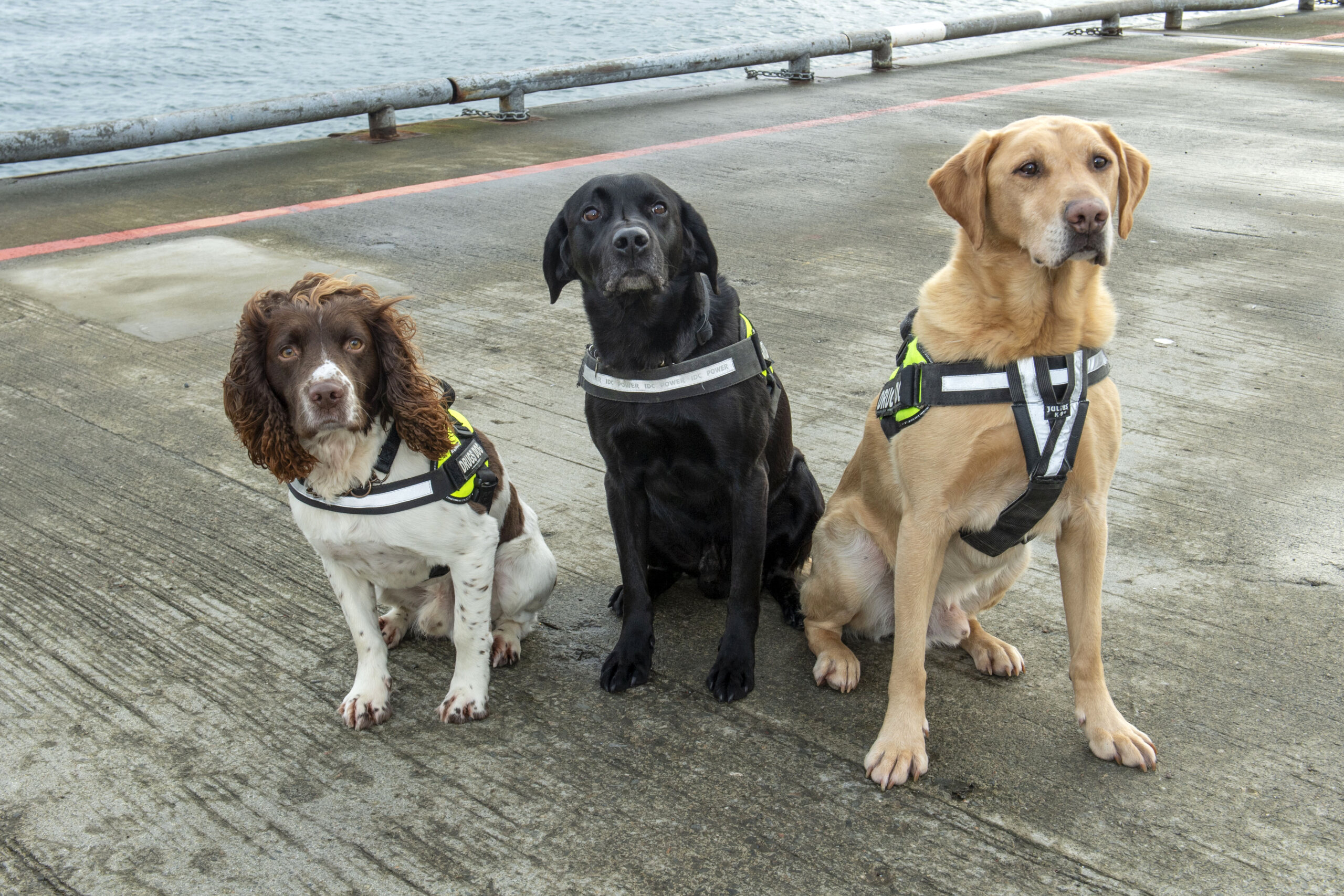 trio-ordered-to-pay-compensation-to-dogs-against-drugs-for-supplying-illegal-substances