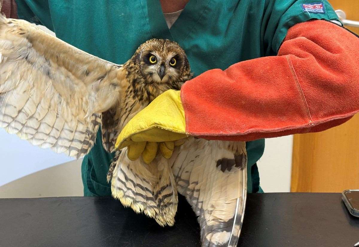 team-effort-to-rescue-exhausted-owl-from-offshore-oil-rig